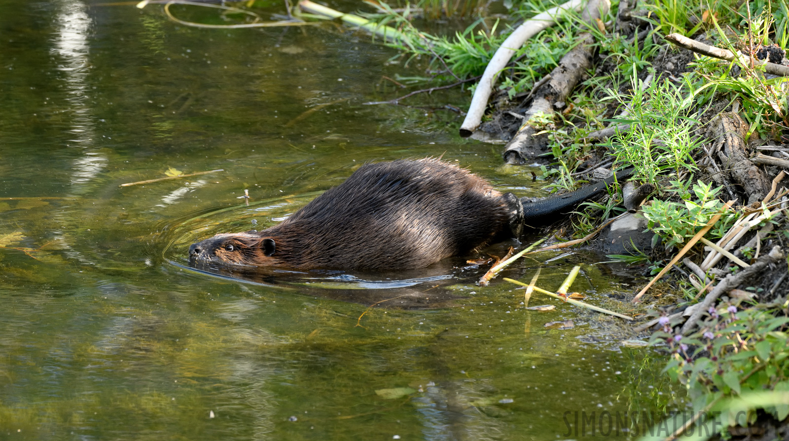 Castor canadensis [400 mm, 1/320 sec at f / 8.0, ISO 1600]